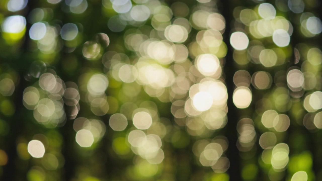 Shimmering defocused forest scene showing sunlight shifting bokeh across foliage and dark trunks
