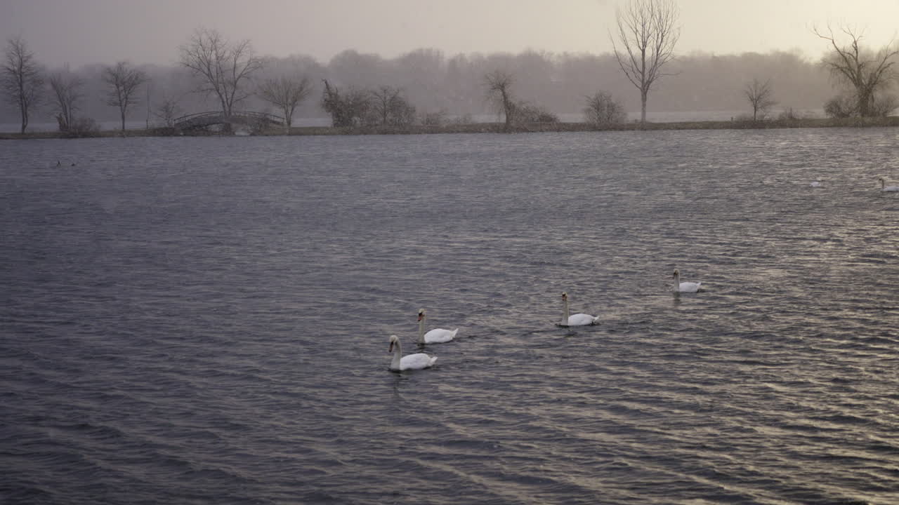 Slow motion shot of adult swans swimming in line on snowy spring day