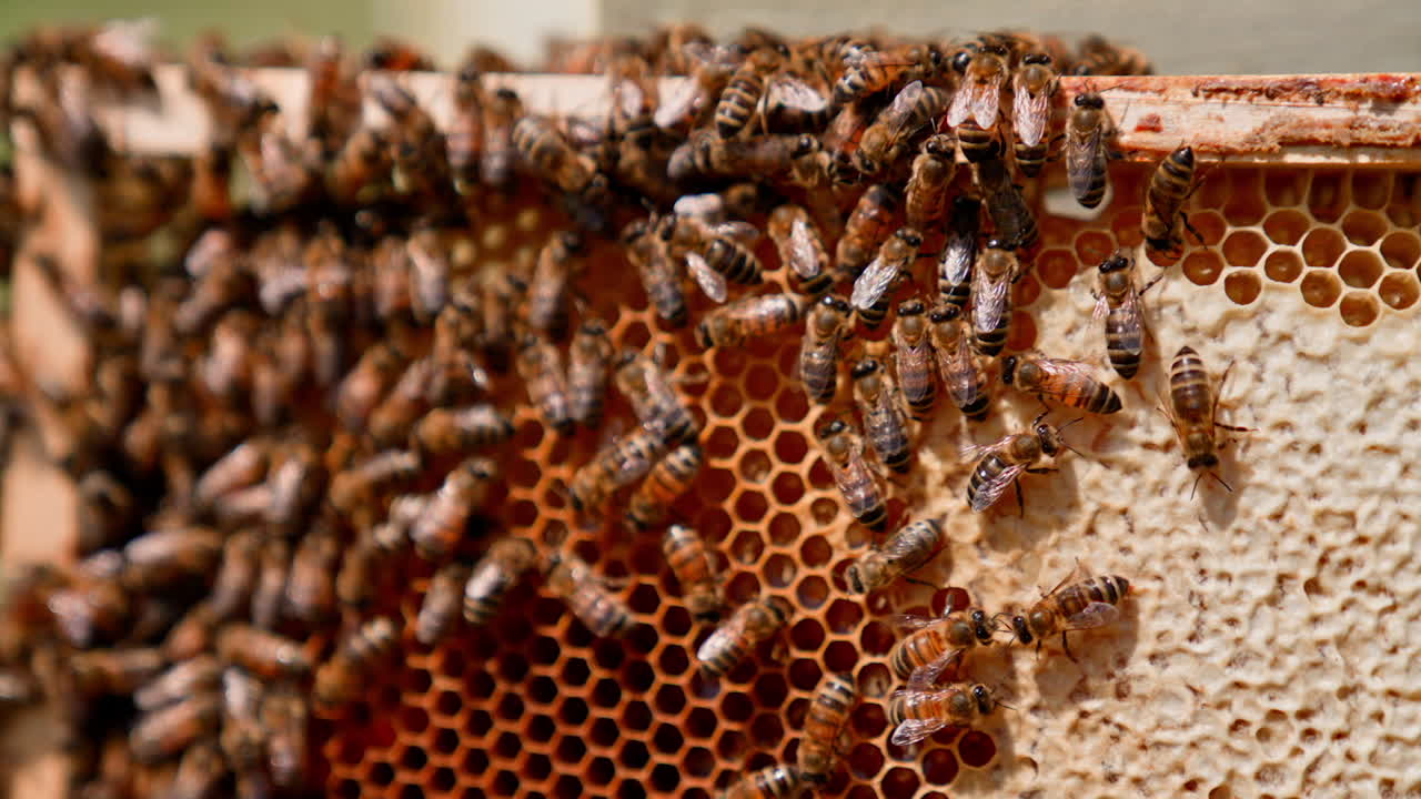 Honeycomb with bee bread. Bees pack organic honey on a honeycomb. Medicinal properties of bee bread. Busy bees working on a frame. Close-up.