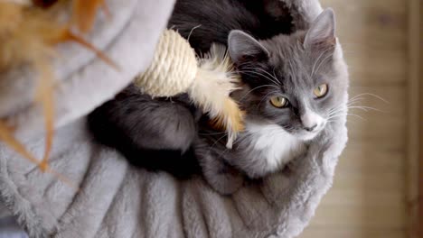 slow motion overhead view of a gray cat with yellow eyes resting on her round piece of furniture, with her toys around her