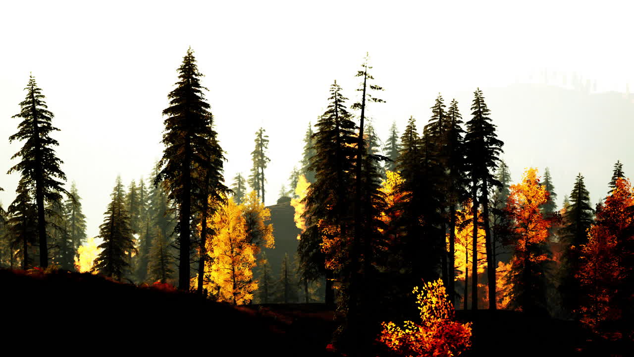 가을에 숲의 실루