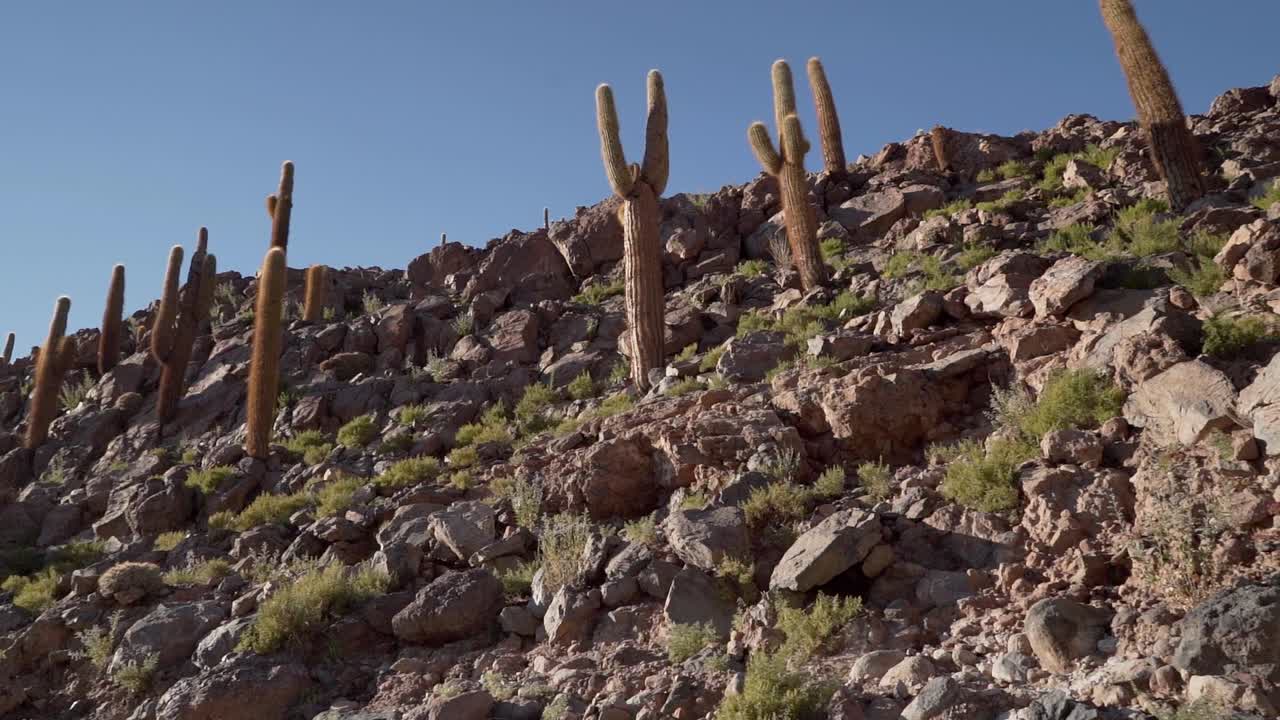 cañón de cactus cerca de san pedro de atacama en el desierto de atacama, norte de chile, sudamérica