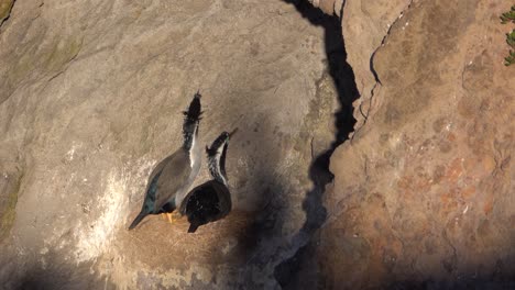 Ein-Kormoranpaar-Bewacht-Sein-Nest,-Das-Auf-Einer-Felsigen-Klippe-Gebaut-Wurde