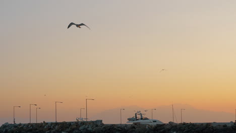 Szene-Mit-Seekai-Und-Möwe,-Die-Bei-Sonnenuntergang-In-Den-Himmel-Fliegt