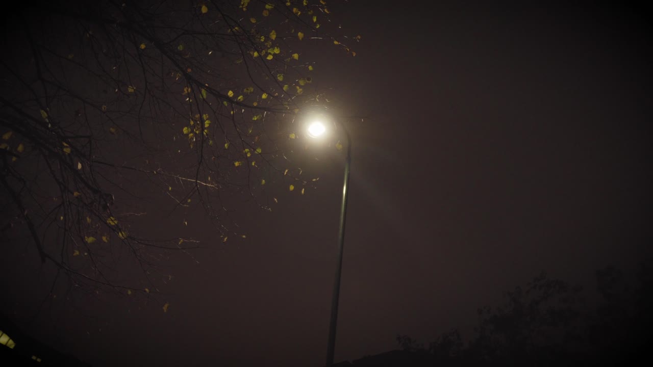 Slow pan showing dark tree and streetlight at night