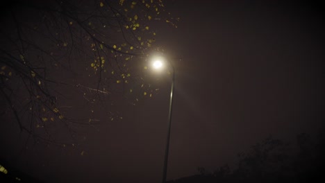 slow pan showing dark tree and streetlight at night