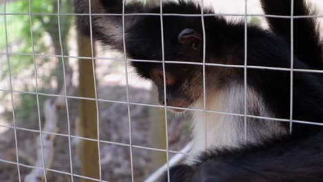 tropical spider monkey looks through cage wire at honduras nature park