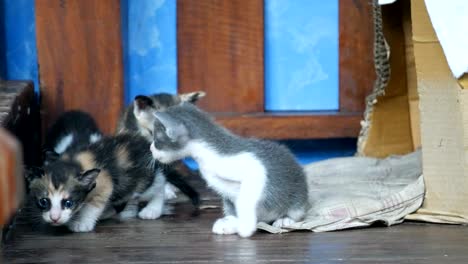 striped  kitten cat