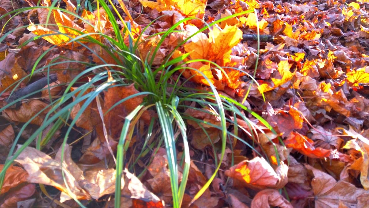Feuilles mortes d'automne dans le parc