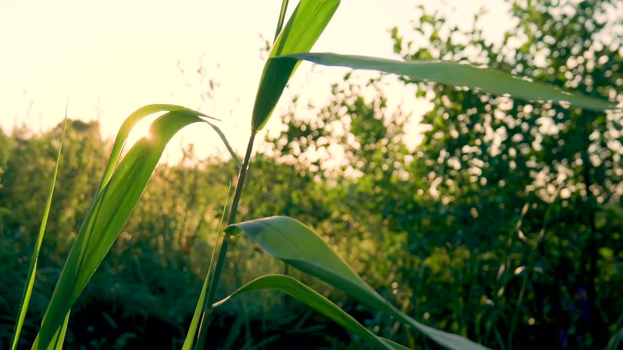 Sunset through tall grass