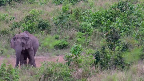 the asiatic elephants are endangered species and they are also residents of thailand