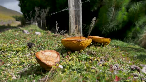 yellow fungi on a sunny day in the andes in sudamerica