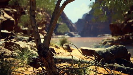 desert landscape with a tree and canyon in the background during the day