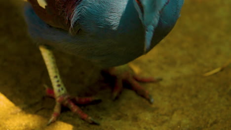 close up view of a victoria crowned pigeon