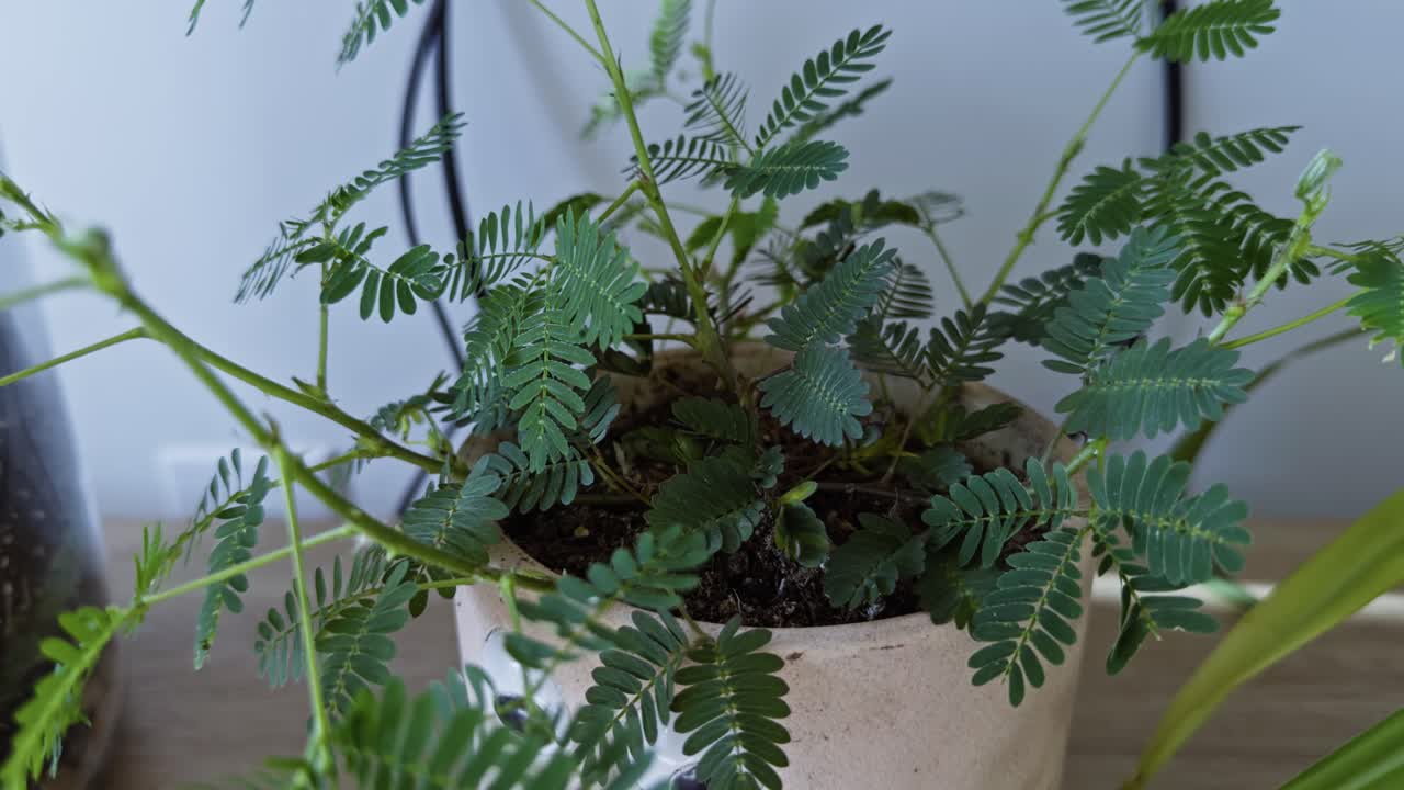 Slow motion push in on Mimosa pudica leaves showing delicate movement in ambient light