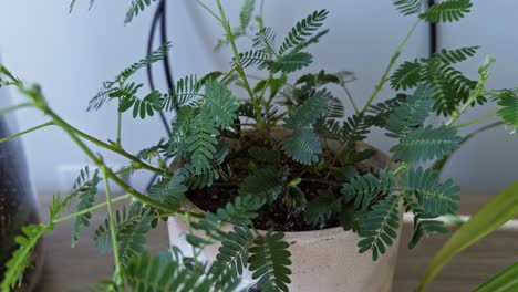 slow motion push in on mimosa pudica leaves showing delicate movement in ambient light