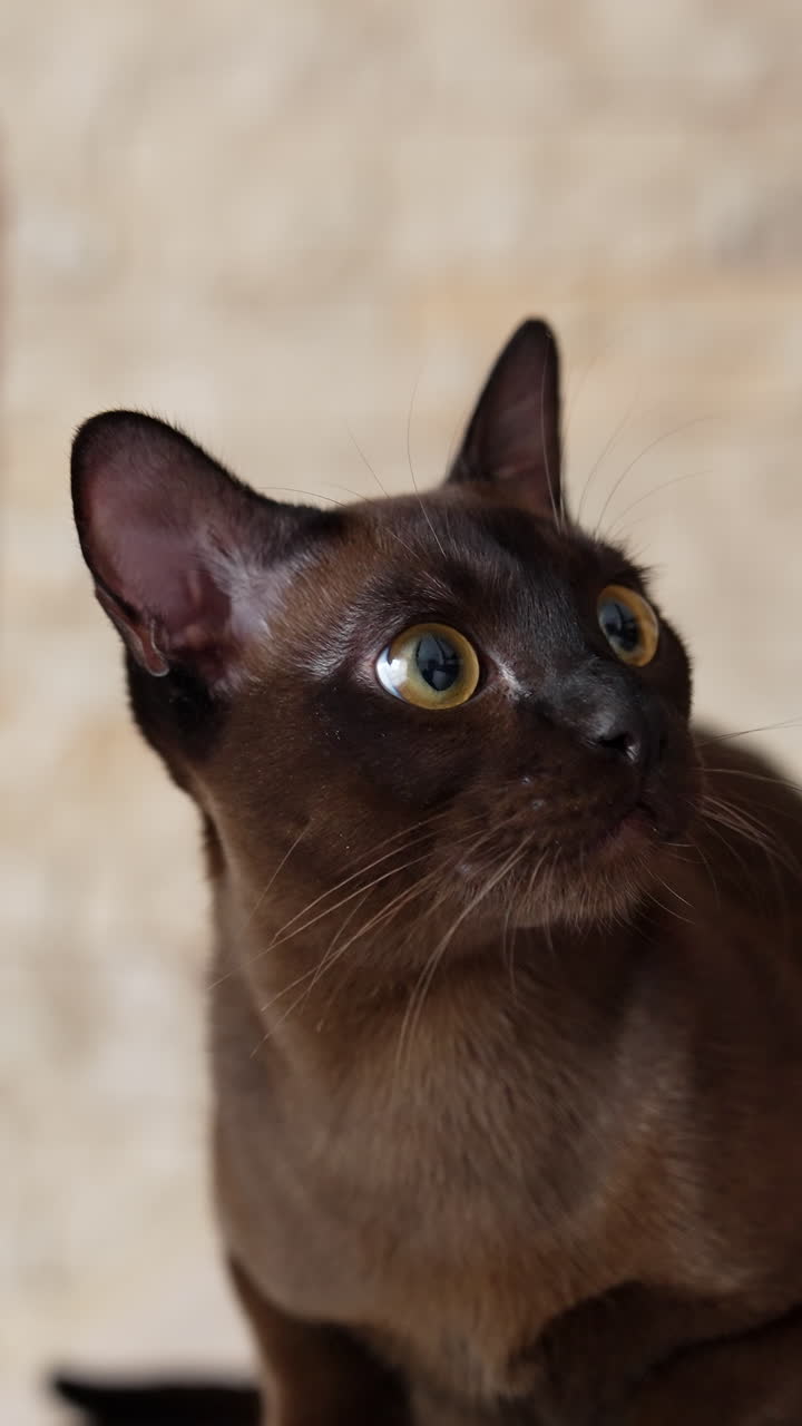 Cute kitty hold hunting and watching. Adorable dark cat sitting on a ground and hunting toy. Vertical video