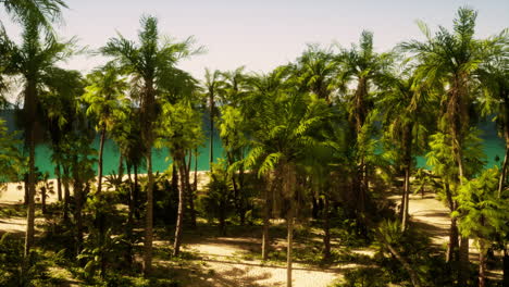 a beach surrounded by palm trees and a body of water