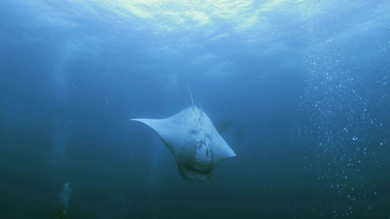 맨타 레이 도 루핑스, 팔라우