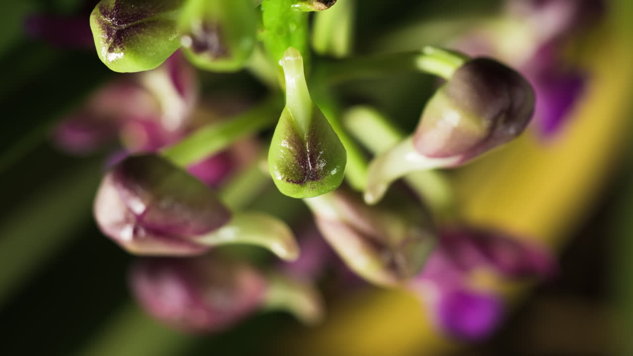 brotes de orquídeas ascocenda tambaleándose y girando antes de florecer, macro cerrar desde arriba