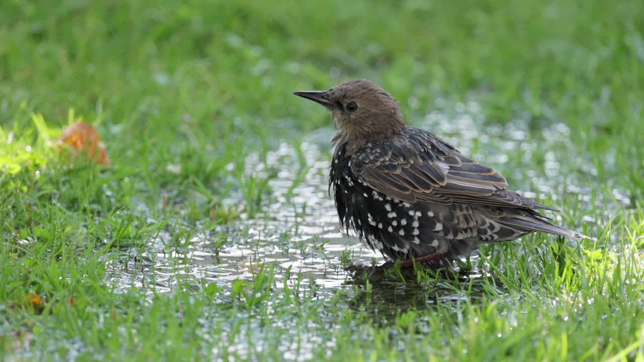 Starling escapes from the heat and swims
