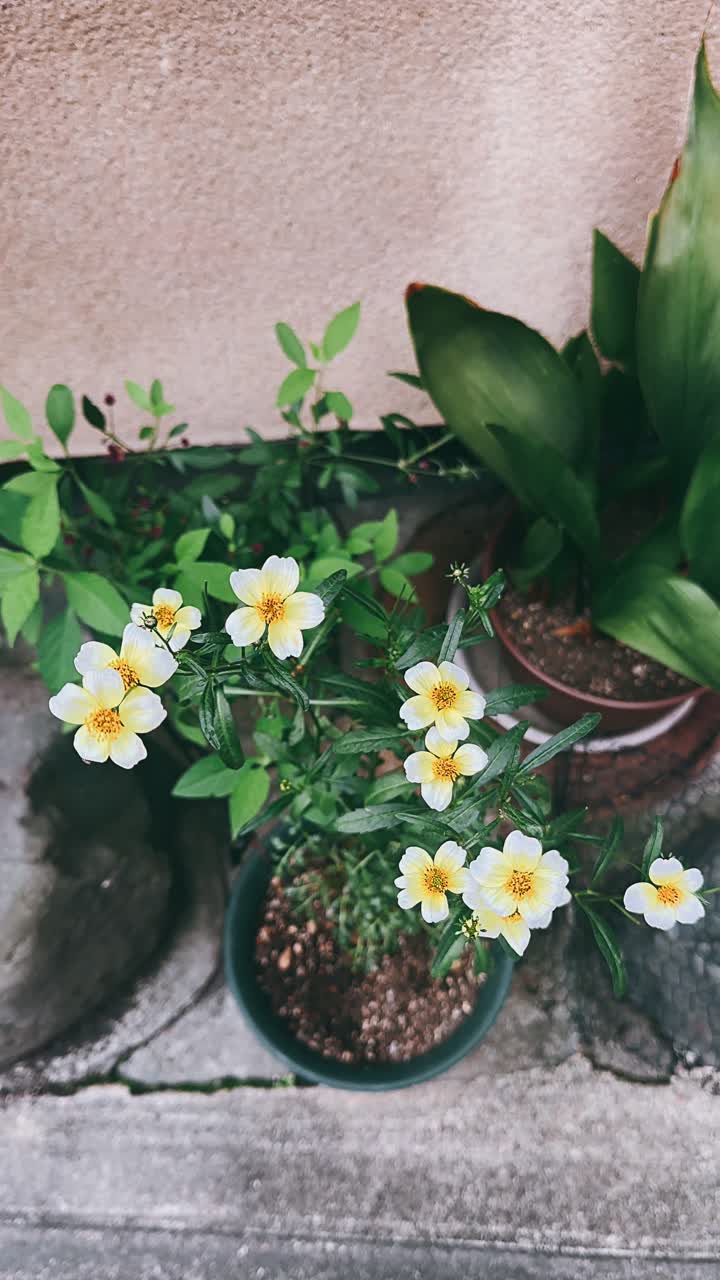 flores amarillas y blancas en una planta en olla