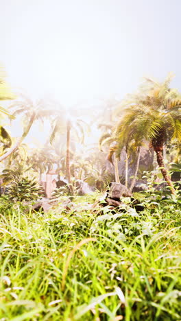 tropical jungle landscape