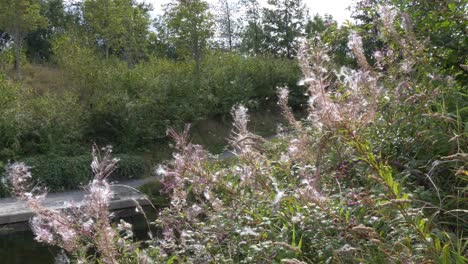 seeds blown by the wind from rosebay willowherb growing along a river canal in dublin, ireland