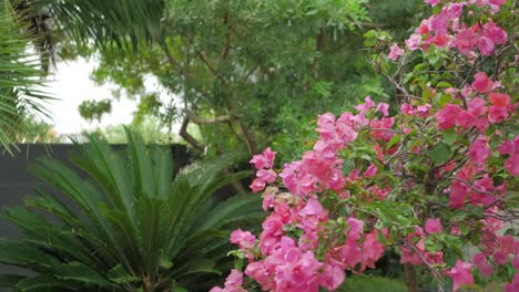 bougainvillea tree with beautiful pink flowers moving in the wind