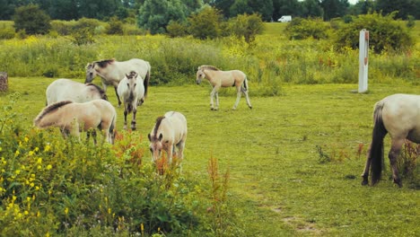 Caballos-Caminando-Y-Comiendo-En-La-Naturaleza