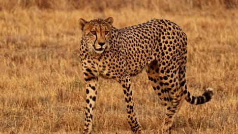 cheetah in the african savanna