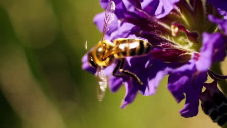 colorful wildflowers and a bee