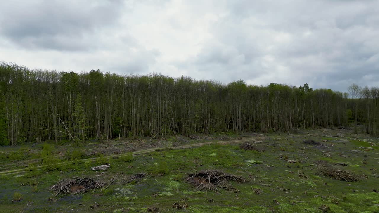 Drone footage of a tree line behind some deforestation in the UK