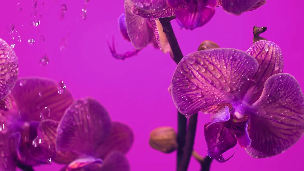 Primo piano macro di un'orchidea phalaenopsis viola coperta da goccioline d'acqua scintillanti su uno sfondo magenta vivido, ideale per progetti di bellezza, spa, natura, floreali e benessere
