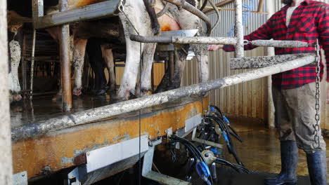 Spraying-cows-on-dairy-farm-rotating-counsellor