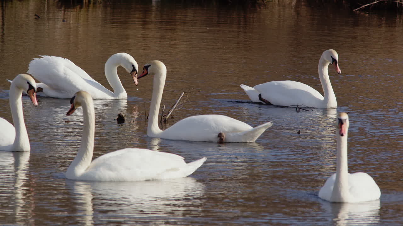 Feather fluff and romance: swans courting and preening in spring slow-mo.