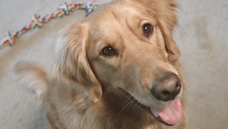 fotos de un golden retriever mirando hacia arriba