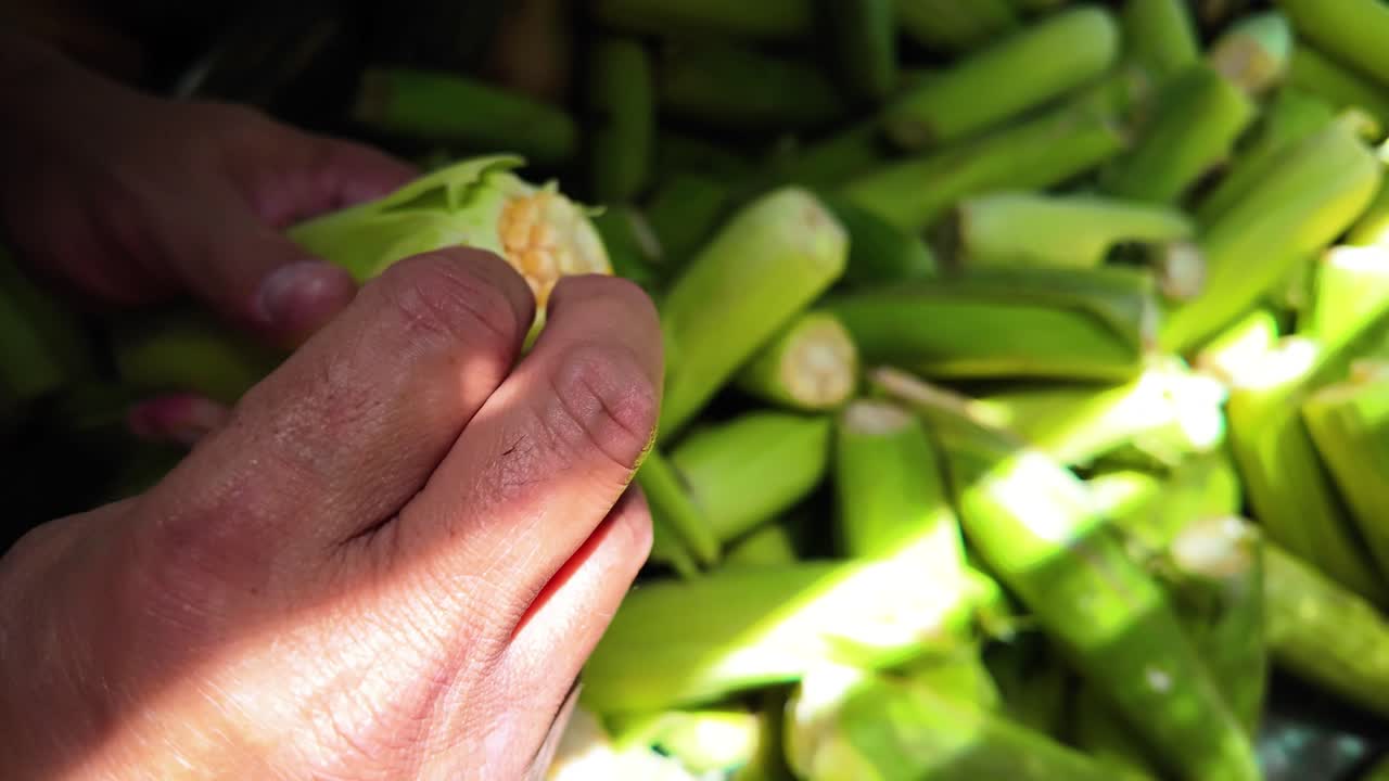Hands are shucking fresh corn on the cob, revealing yellow kernels, amidst a pile of green husked corn.