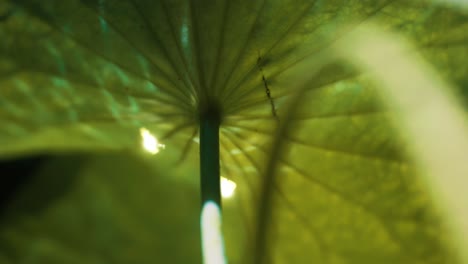 glowing fairies dancing under green leaves