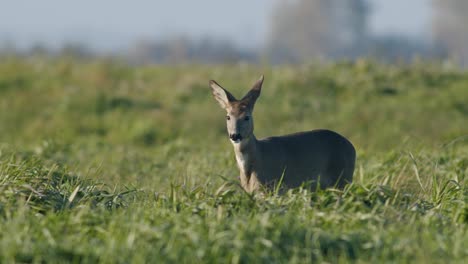 common wild roe deer perfect closeup on meadow pasture autumn golden hour light