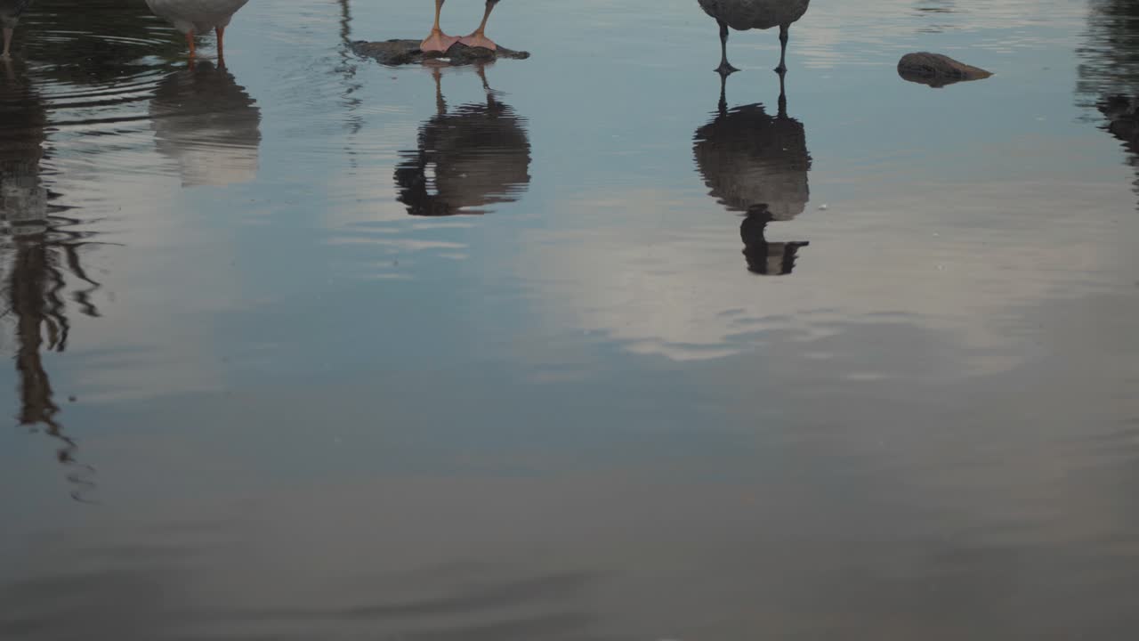 Reflection of Geese in water standing of rock preening, MEDIUM SHOT. SLOW MOTION