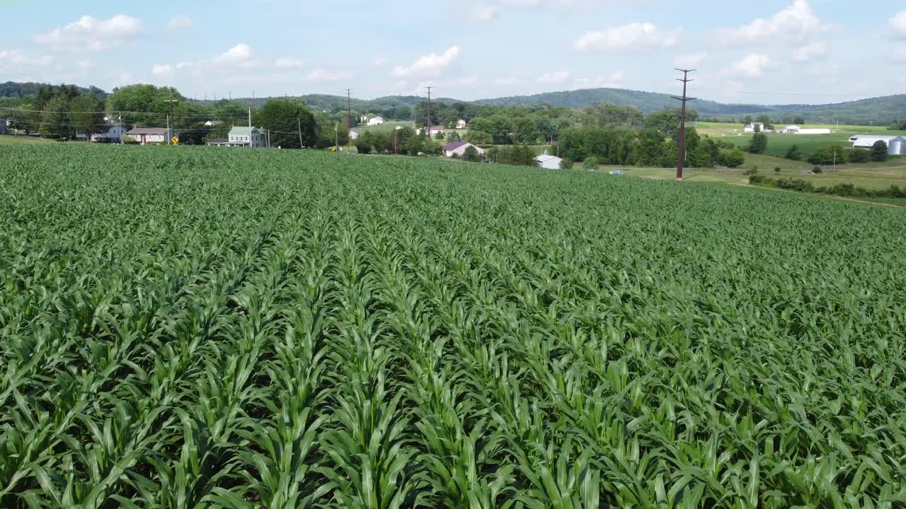 Flying low over a field of corn and then rising up at the end