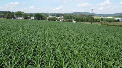 flying low over a field of corn and then rising up at the end