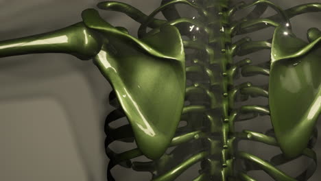 ilustración de la anatomía del esqueleto humano