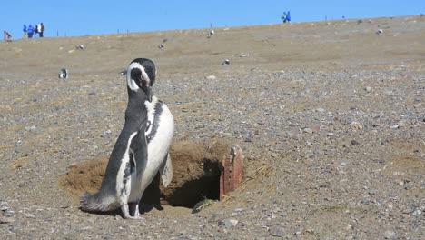 Magellanic-penguin-on-Magdalena-island,-Strait-of-Magellan-in-Patagonia,-Chile