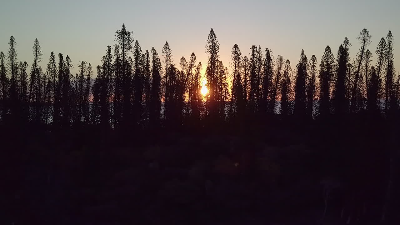 Sunset silhouette of New Caledonia pine trees. Parallax aerial slide