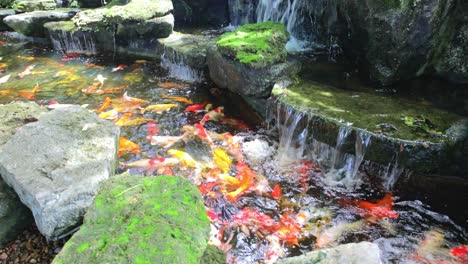 Grandes-Peces-Dorados-Nadando-En-Un-Estanque-Con-Una-Cascada-En-Un-Jardín-Botánico-En-Tailandia