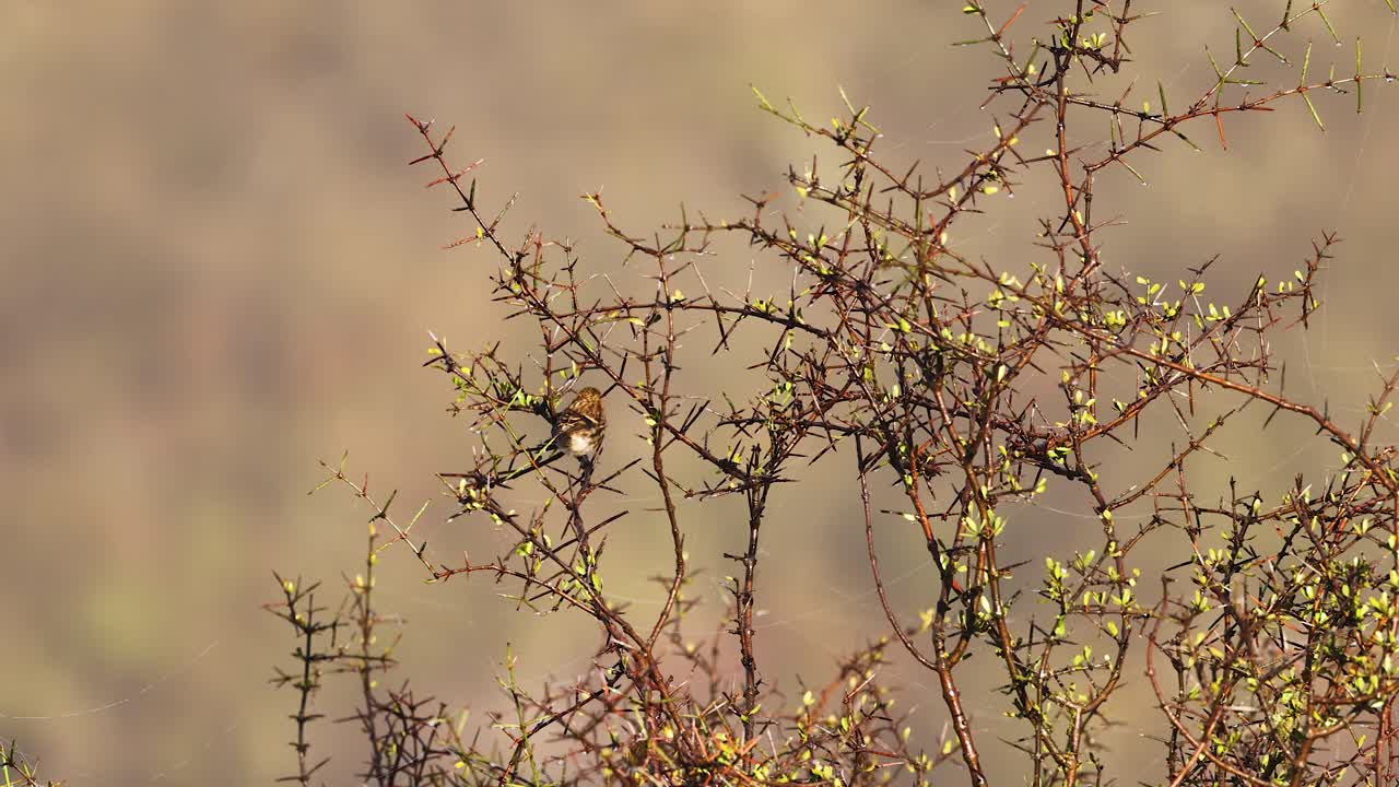 A Common Redpoll bird perches and moves slightly among budding branches in a sunlit, natural outdoor setting with a soft, blurred background
