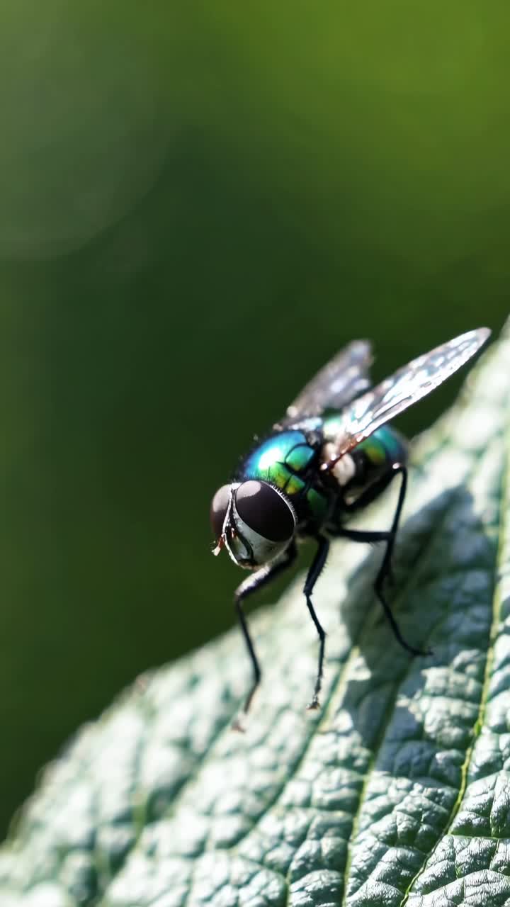Video ravvicinato di una mosca su una foglia, che mostra colori e dettagli vivaci