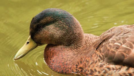a mallard duck glides calmly on a greenish lake, occasionally dipping its beak into the water. natural daylight, close-up, steady camera
